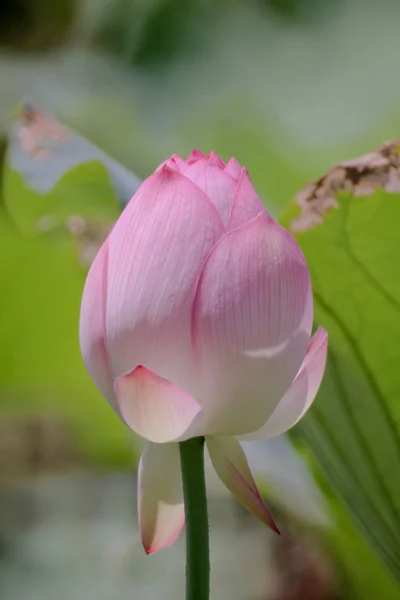 A flor de lótus no verão na lagoa — Fotografia de Stock