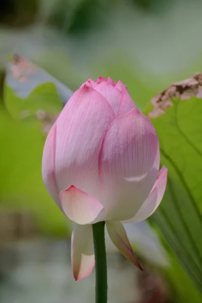 Die Lotusblume im Sommer am Teich — Stockfoto