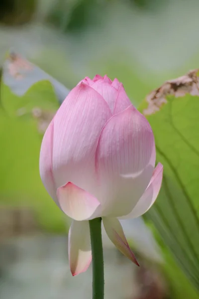 夏天在池塘里的莲花 — 图库照片