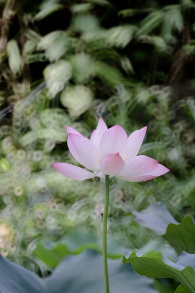 The lotus flower at summer at pond — Stock Photo, Image