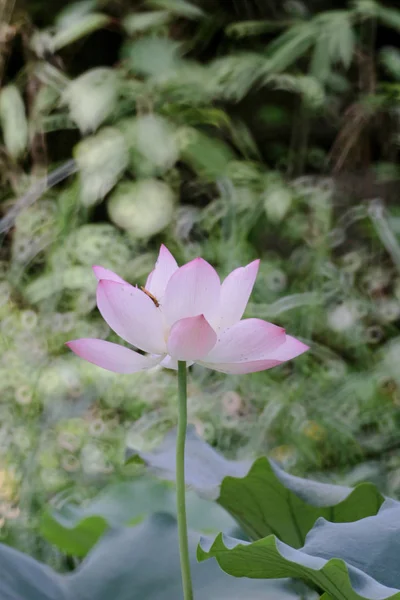 Lotus blomma på sommaren vid dammen — Stockfoto