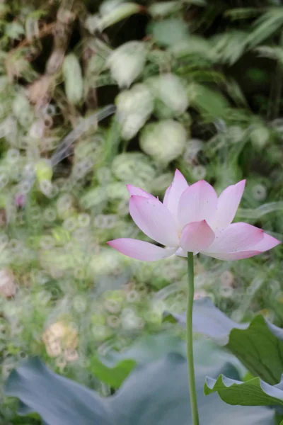 A flor de lótus no verão na lagoa — Fotografia de Stock