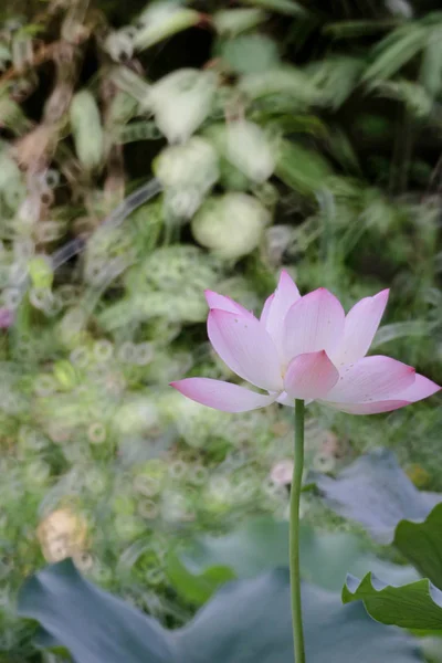 Lotus blomma på sommaren vid dammen — Stockfoto