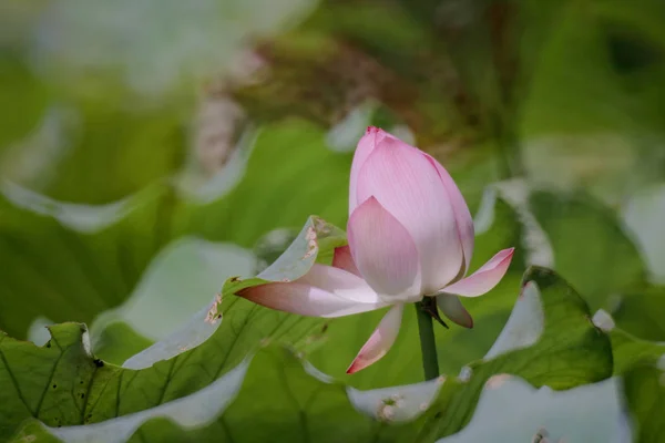 池の夏の蓮の花 — ストック写真