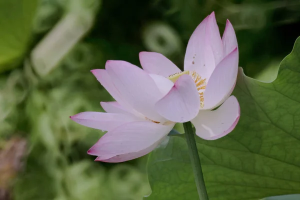 池の夏の蓮の花 — ストック写真