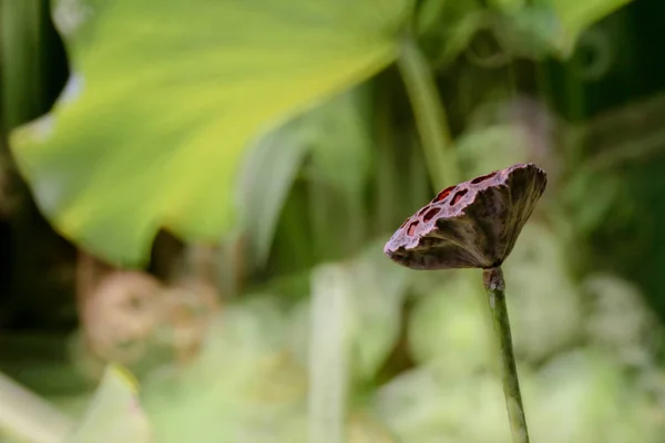 Квітка лотоса влітку в ставку — стокове фото