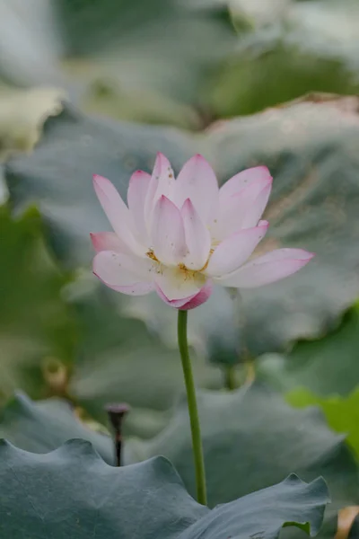 The lotus flower at summer at pond — Stock Photo, Image