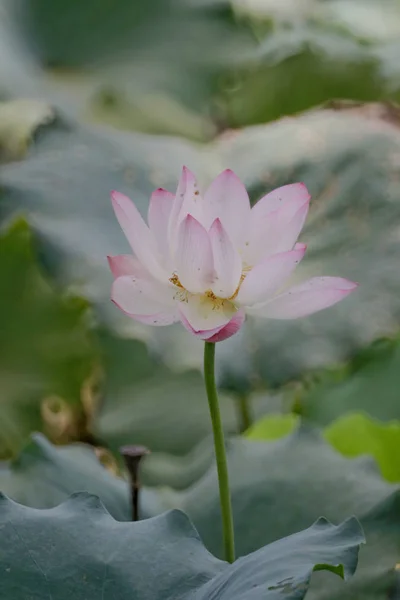 Die Lotusblume im Sommer am Teich — Stockfoto