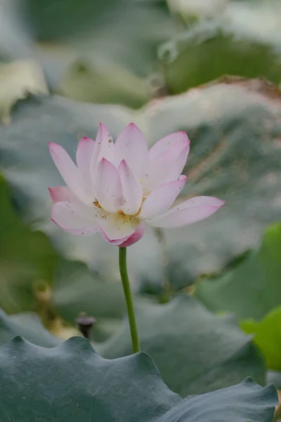 A flor de lótus no verão na lagoa — Fotografia de Stock