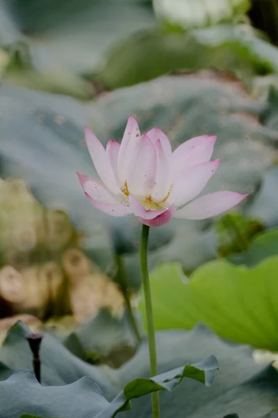 夏天在池塘里的莲花 — 图库照片