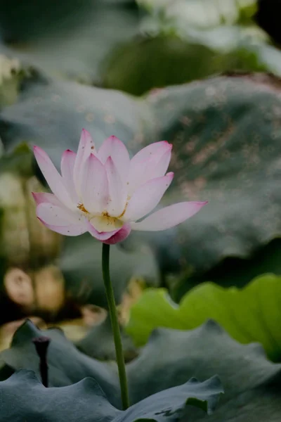 Цветок лотоса летом на пруду — стоковое фото