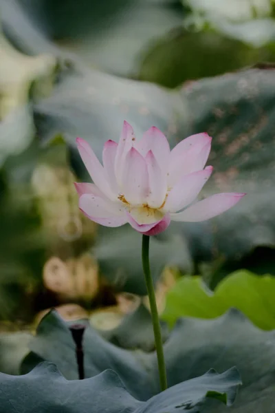 夏天在池塘里的莲花 — 图库照片