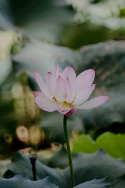 A flor de lótus no verão na lagoa — Fotografia de Stock