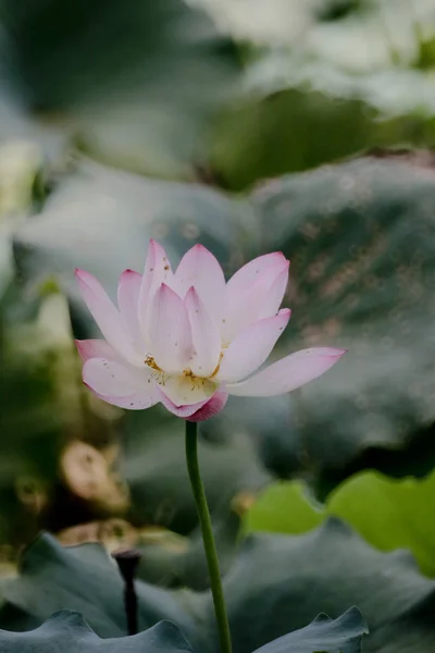 Die Lotusblume im Sommer am Teich — Stockfoto