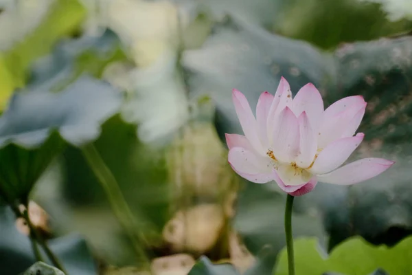 La fleur de lotus à l'été à l'étang — Photo