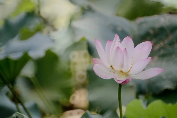연못에서 여름에 로터스 꽃 — 스톡 사진
