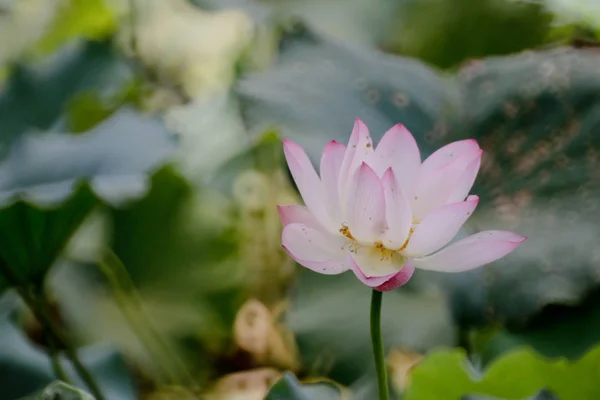 La fleur de lotus à l'été à l'étang — Photo