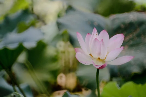 La fleur de lotus à l'été à l'étang — Photo