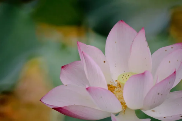 The lotus flower at summer at pond — Stock Photo, Image
