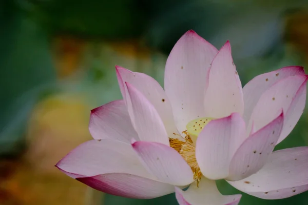Το λουλούδι λωτού το καλοκαίρι στη λιμνούλα — Φωτογραφία Αρχείου
