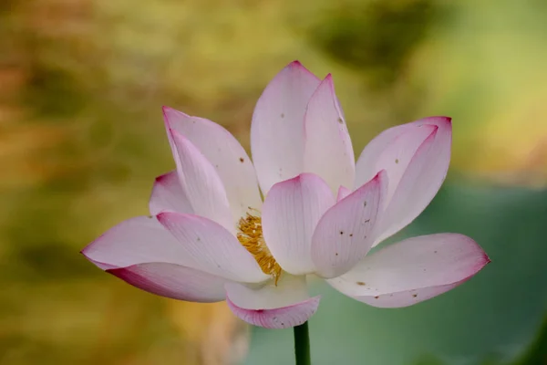 De lotusbloem tijdens de zomer bij vijver — Stockfoto