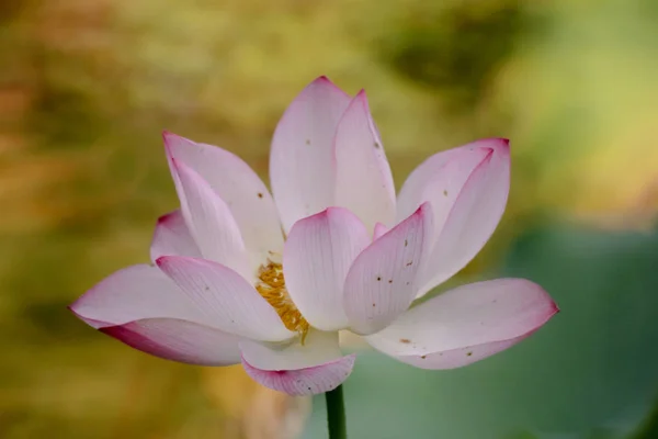 De lotusbloem tijdens de zomer bij vijver — Stockfoto