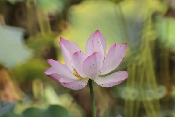 Το λουλούδι λωτού το καλοκαίρι στη λιμνούλα — Φωτογραφία Αρχείου
