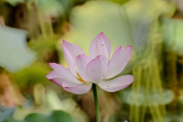 Lotosový květ v létě u rybníka — Stock fotografie