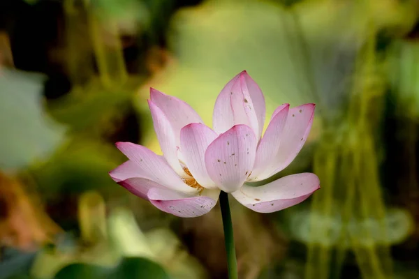 De lotusbloem tijdens de zomer bij vijver — Stockfoto