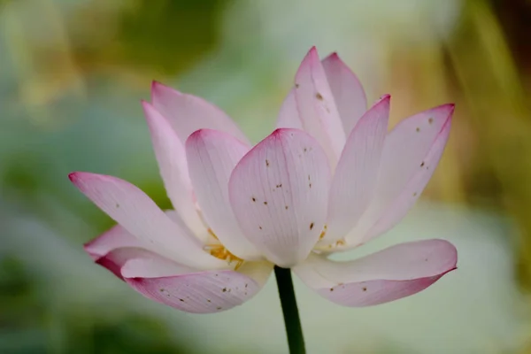 La flor de loto en verano en el estanque —  Fotos de Stock
