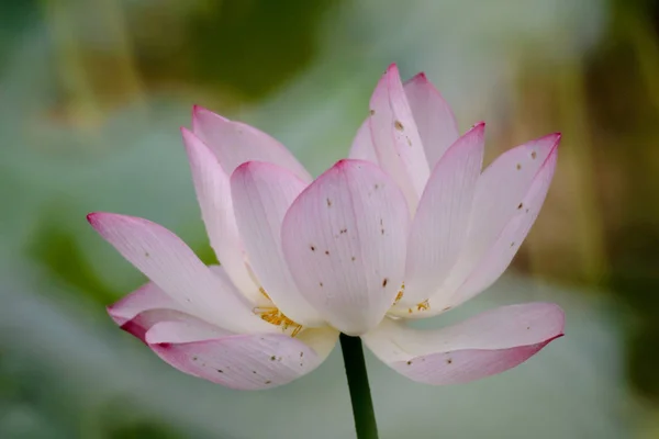 Lotus blomma på sommaren vid dammen — Stockfoto