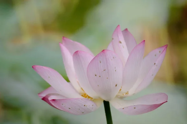 The lotus flower at summer at pond — Stock Photo, Image