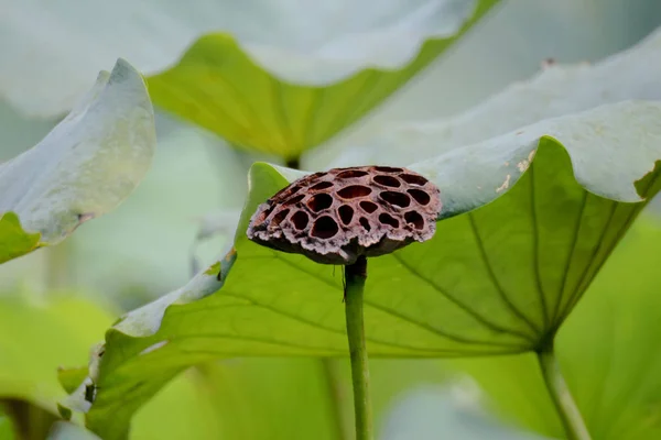 Квітка лотоса влітку в ставку — стокове фото