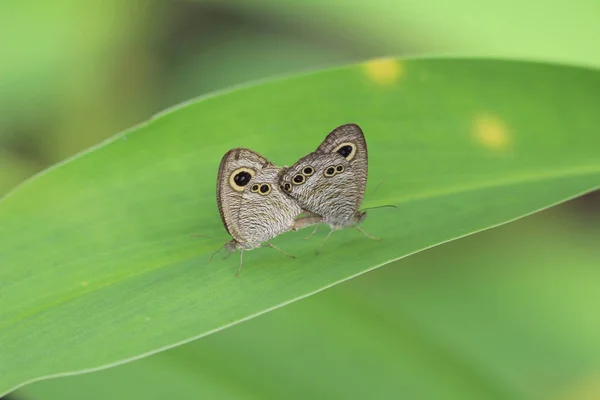 Borboleta monarca, natureza, natureza e vida selvagem , — Fotografia de Stock