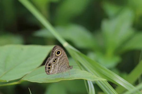 Monarkfjäril, natur, natur och djur liv, — Stockfoto