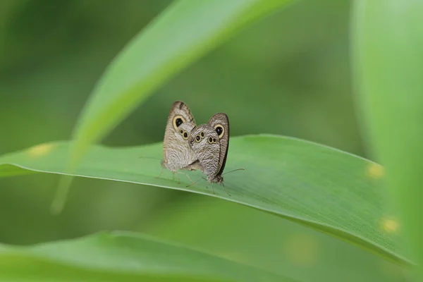 Mariposa monarca, naturaleza, naturaleza y vida silvestre , — Foto de Stock