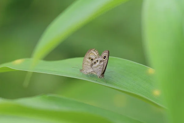 Monarchvlinder, natuur, natuur en Wildlife, — Stockfoto