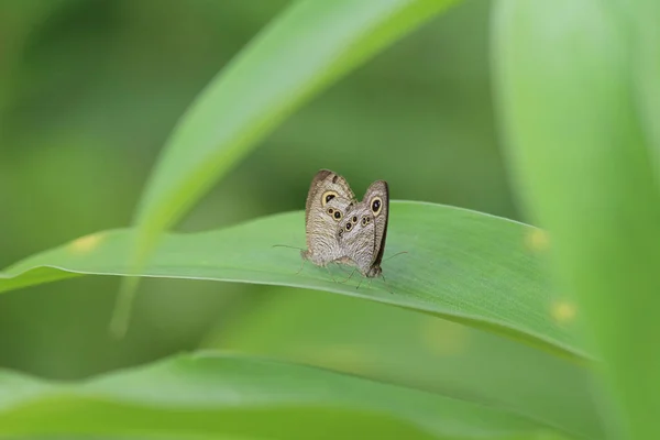 Schmetterling in der Natur. Schmetterling. Natur bei hk — Stockfoto