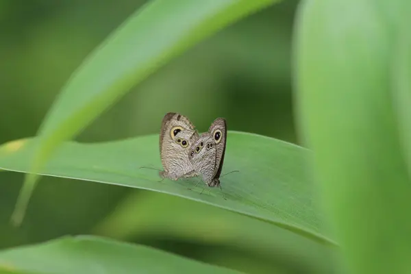 Motýl v přírodě. Motýl. Příroda v Hongkongu — Stock fotografie