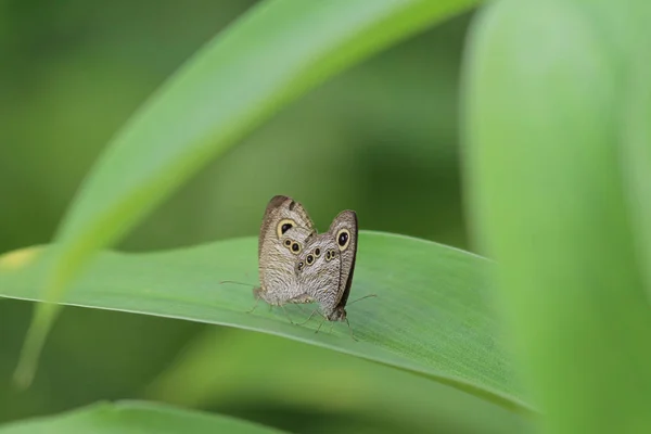 Butterfly i naturen. Fjäril. Natur på hk — Stockfoto