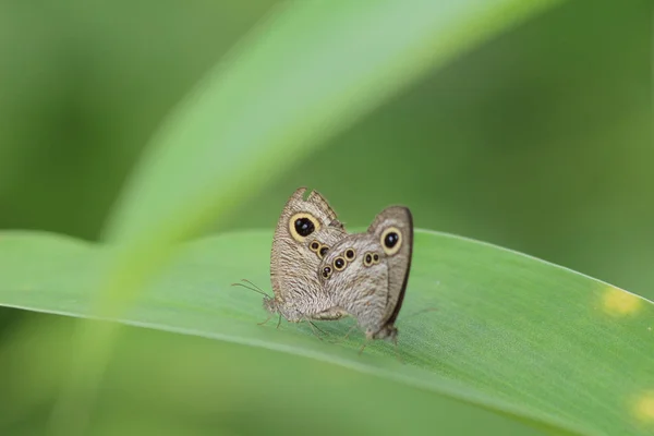 Motýl v přírodě. Motýl. Příroda v Hongkongu — Stock fotografie