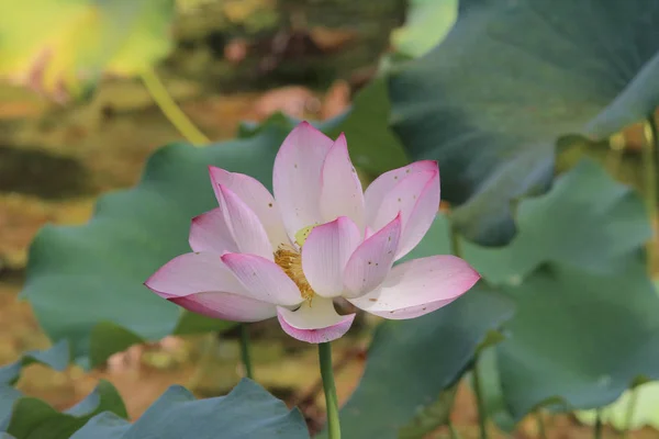 Lotus flower.Background is the lotus leaf — Stock Photo, Image