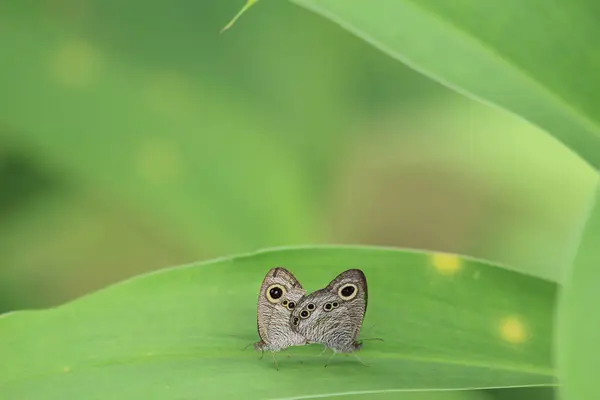 Borboleta na natureza. Borboleta. Natureza em hk — Fotografia de Stock