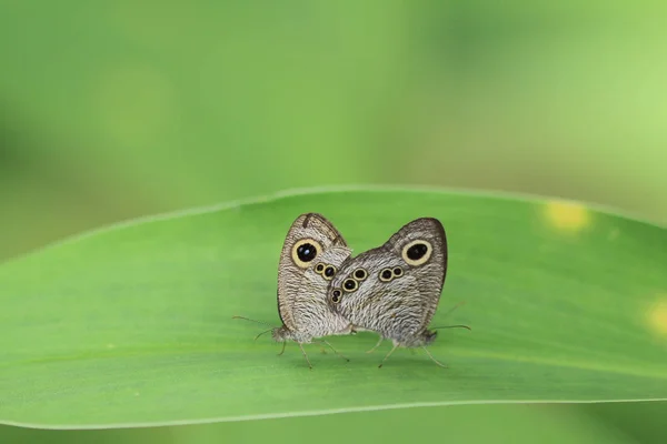 Borboleta na natureza. Borboleta. Natureza em hk — Fotografia de Stock