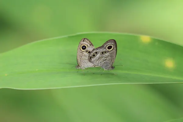 Borboleta na natureza. Borboleta. Natureza em hk — Fotografia de Stock