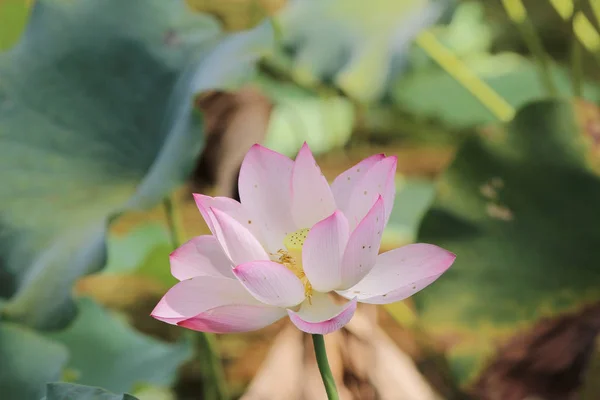 Lotus flower.Background is the lotus leaf — Stock Photo, Image