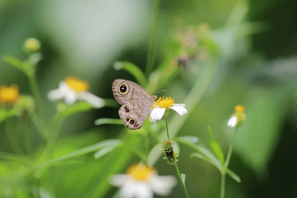 Borboleta na natureza. Borboleta. Natureza em hk — Fotografia de Stock