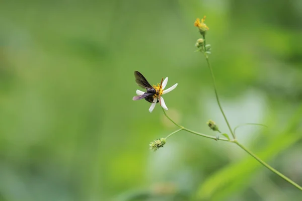 Mariposa monarca, naturaleza, naturaleza y vida silvestre , —  Fotos de Stock