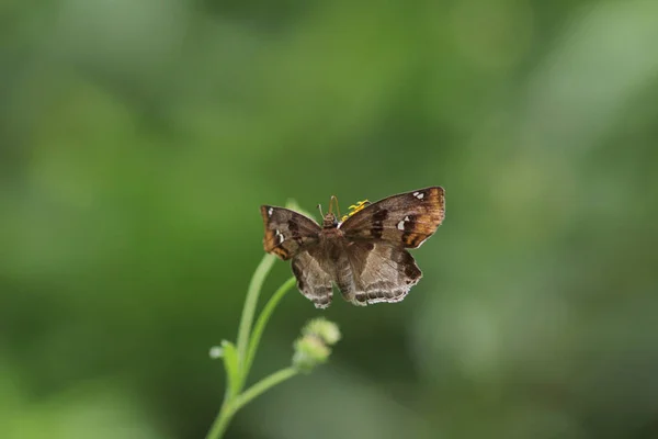 Inseto borboleta na natureza. Natureza inseto borboleta — Fotografia de Stock