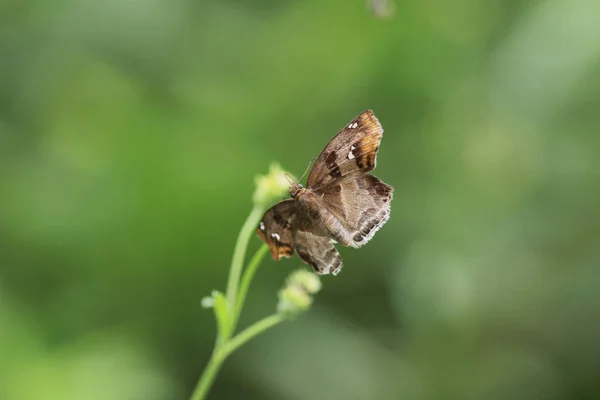 Motýlí hmyz v přírodě. Příroda hmyzí motýl — Stock fotografie